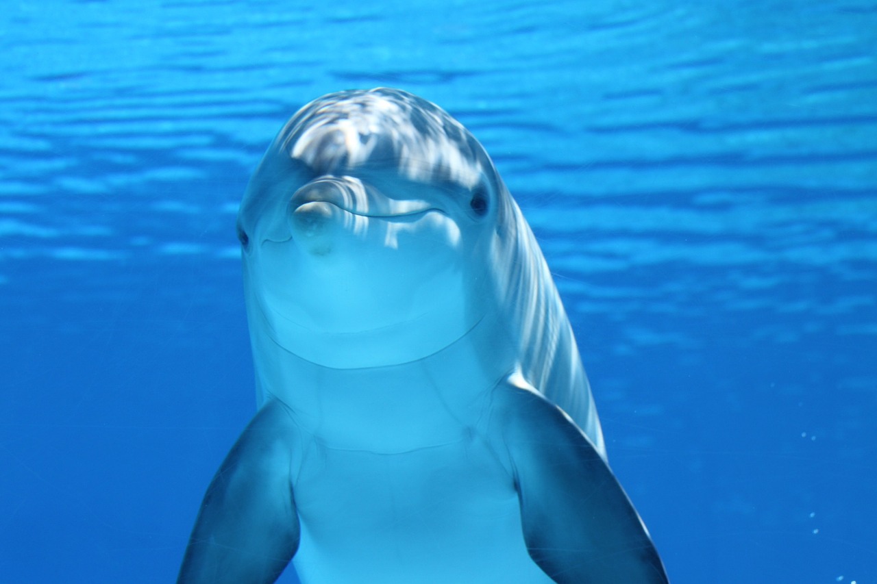 MARINE PARK AND SAFARI BLUE