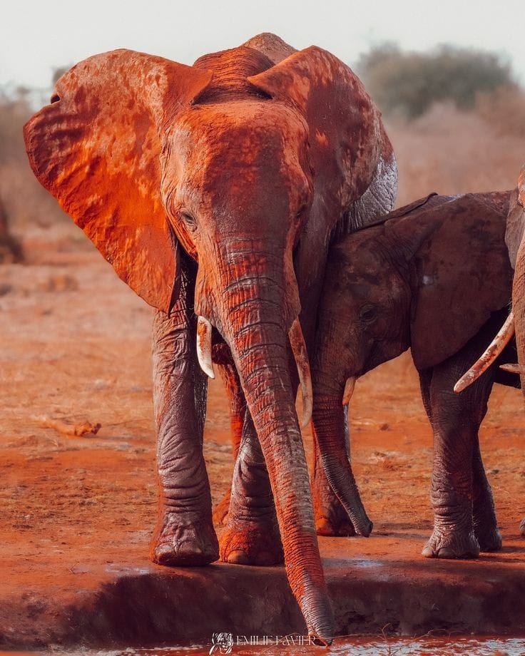 2 Days Sala Gate Park Safari-Price Negotiable